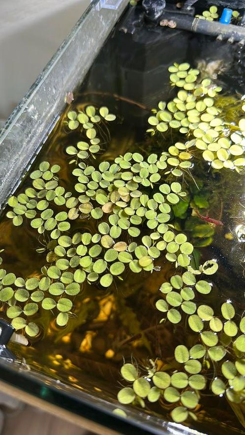 Salvinia Mitans drijfplant, Dieren en Toebehoren, Vissen | Aquaria en Toebehoren, Nieuw, Plant(en), Steen of Hout, Ophalen