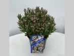Andromeda polifolia Compacta 25/30 in 2 liter pot, Ophalen, Overige soorten, Halfschaduw