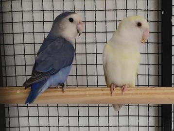 Dwergpapegaai Roseicolle beschikbaar voor biedingen