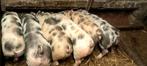 Te koop stevige pitrain scharrelbiggen lange staart, Dieren en Toebehoren, Meerdere dieren, Varken, 0 tot 2 jaar