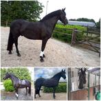 Te koop 5 jarige zwarte ruin, Dieren en Toebehoren, Paarden, Gechipt, Ruin, Dressuurpaard, Zadelmak