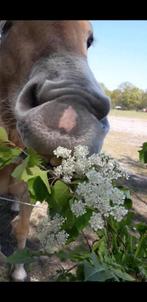 Stalling voor koudbloed dame gezocht, Weidegang, 1 paard of pony