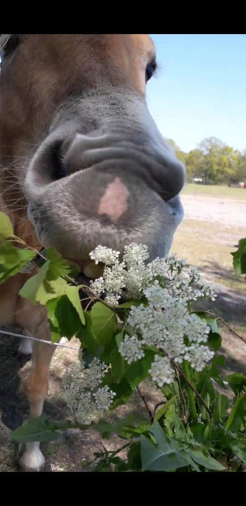 Stalling voor koudbloed dame gezocht, Dieren en Toebehoren, Stalling en Weidegang, Stalling, Weidegang, Toebehoren, 1 paard of pony
