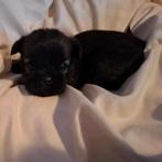 Echte huiselijke pups 3 beschikbaar, Maltezer, CDV (hondenziekte), 8 tot 15 weken, Meerdere