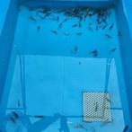 Beide paasdagen geopend ghost koi 7-10 cm €3.00 per stuk, Dieren en Toebehoren, Vissen | Vijvervissen, Karper of Koi