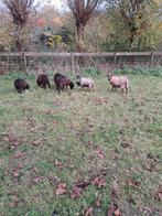 Quassant schapen rammetjes gevraagd, Dieren en Toebehoren, Schapen, Geiten en Varkens, Geslacht onbekend, Schaap