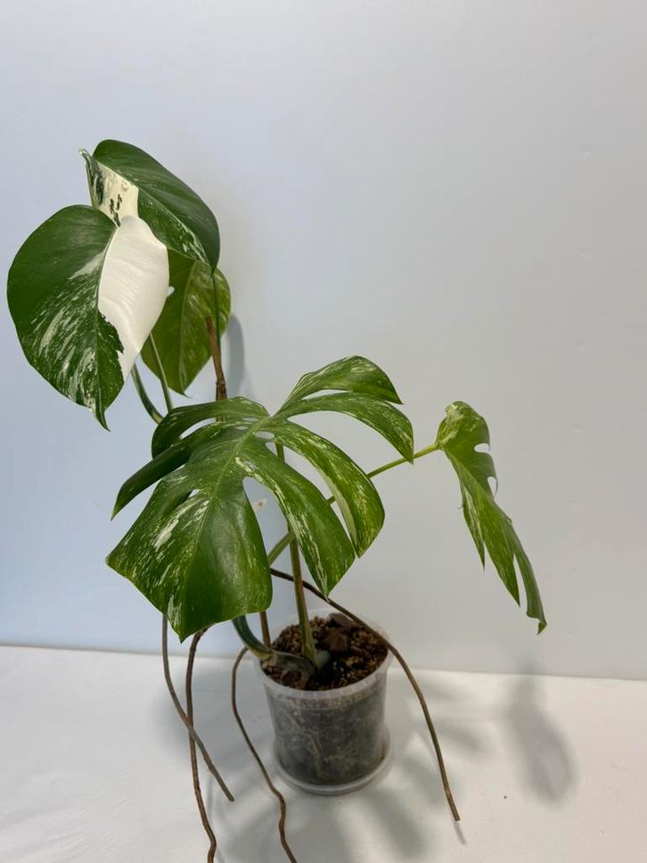 Monstera Variegata - B1, Huis en Inrichting, Kamerplanten, Minder dan 100 cm, Halfschaduw, Ophalen of Verzenden