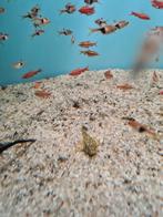L519, Acistrus Sp. Rio Itenez, algeneter, Dieren en Toebehoren, Vissen | Aquariumvissen, Vis, Zoetwatervis