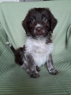 Mooie Friese Stabij X Schapendoes/Friese stabij, Dieren en Toebehoren, Honden | Niet-rashonden, CDV (hondenziekte), 8 tot 15 weken