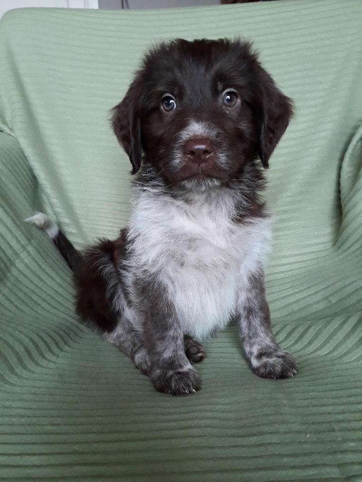 Mooie Friese Stabij X Schapendoes/Friese stabij, Dieren en Toebehoren, Honden | Niet-rashonden, Middel, Meerdere dieren, Fokker | Hobbymatig