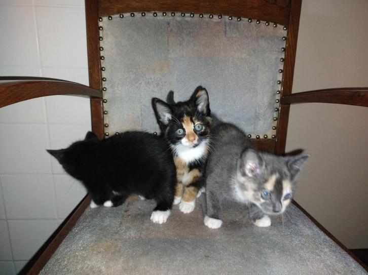 Kittens te koop, Dieren en Toebehoren, Katten en Kittens | Raskatten | Korthaar, Meerdere dieren, 0 tot 2 jaar, Ontwormd