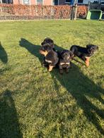 Te koop rottweiler pups, Dieren en Toebehoren, 8 tot 15 weken, CDV (hondenziekte), Meerdere, Meerdere dieren