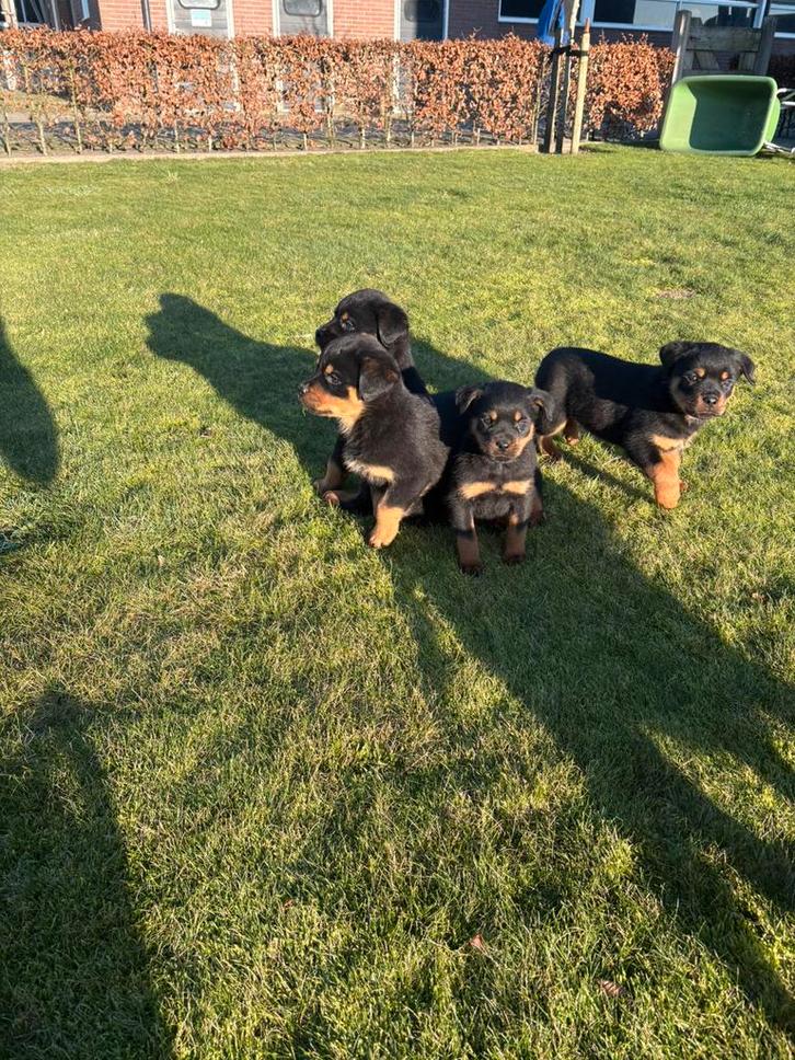 Te koop rottweiler pups, Dieren en Toebehoren, Honden | Bulldogs, Pinschers en Molossers, Meerdere dieren, Rottweiler, Fokker | Hobbymatig