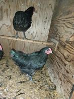 Kippen, Dieren en Toebehoren, Mannelijk