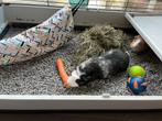 2 cavia’s te koop incl toebehoren, Dieren en Toebehoren, Knaagdieren, Januari, Vrouwelijk, Cavia