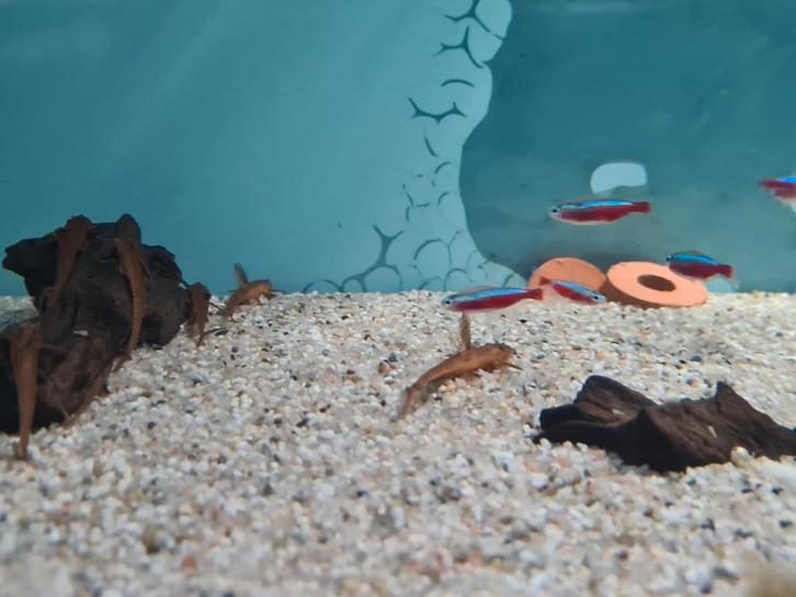 Rineloricaria Lanceolata Red, zweepstaartmeerval, Dieren en Toebehoren, Vissen | Aquariumvissen, Zoetwatervis, Vis