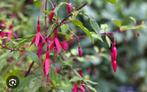 Winterfuchia, Tuin en Terras, Planten | Tuinplanten, Vaste plant, Halfschaduw, Zomer, Ophalen
