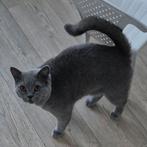 Britse korthaar kater BESCHIKBAAR (kittens gereserveerd), Dieren en Toebehoren, Katten en Kittens | Raskatten | Korthaar, Kater