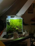 Fully established 60L square aquarium, Dieren en Toebehoren, Vissen | Aquaria en Toebehoren, Ophalen, Zo goed als nieuw, Gevuld zoetwateraquarium