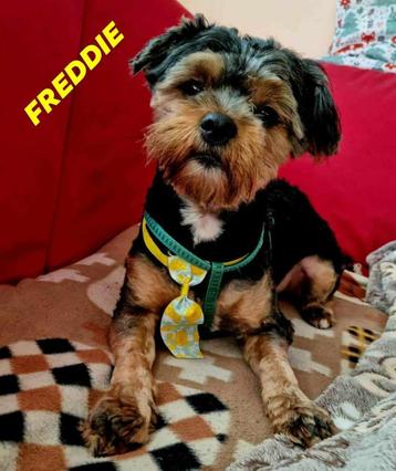 FREDDIE 4jr. 7 kilo Bulgarije cats/dogs/sociaal beschikbaar voor biedingen