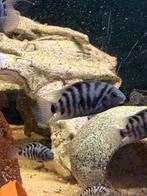 Zebra cichliden, Vis