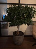 Ficus microcarpa met gevlochten stam hoogte 140 cm, Ophalen, Ficus, 100 tot 150 cm, Halfschaduw
