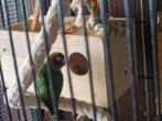 Dwerg papagaaien groen en blauw te koop, Dieren en Toebehoren, Vogels | Parkieten en Papegaaien