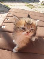 Siberische kittens, Dieren en Toebehoren, Katten en Kittens | Raskatten | Langhaar, Meerdere dieren, Gechipt, 0 tot 2 jaar