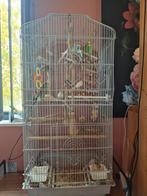Vogelkooi met vogels, Dieren en Toebehoren, Vogels | Overige Vogels, Meerdere dieren