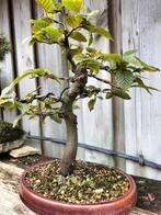Carpinus Haagbeuk - Prachtige Bonsai, Ophalen