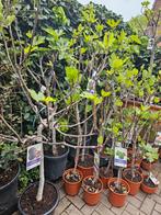 Vijgbomen dunne/dikke stam, diverse hoogtes, Overige soorten, Volle zon, Vaste plant, Ophalen of Verzenden