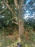 Laurier leiboom, Tuin en Terras, Planten | Bomen, Ophalen, Halfschaduw, Overige soorten, 100 tot 250 cm