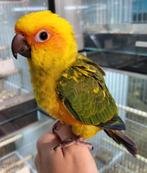 Zonparkiet super lief en super tam., Meerdere dieren, Papegaai, Tam