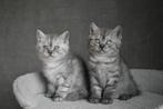 Britse Korthaar kittens, Dieren en Toebehoren, Katten en Kittens | Raskatten | Korthaar, Meerdere dieren