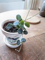 Hoya serpens stekken, Huis en Inrichting, Kamerplanten, Ophalen of Verzenden, Overige soorten, Minder dan 100 cm