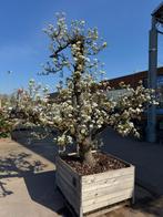 Perenboom in veilingbak, Ophalen, 250 tot 400 cm, Perenboom, Lente