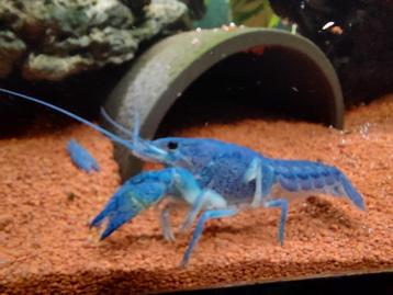 Blauwe Florida kreeft – Procambarus Alleni beschikbaar voor biedingen