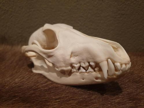 Jakhals schedel., Verzamelen, Dierenverzamelingen, Zo goed als nieuw, Schedel, Wild dier, Ophalen of Verzenden