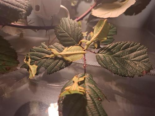 Wandelende bladeren nimfen en eitjes te koop, Dieren en Toebehoren, Insecten en Spinnen, Wandelende tak