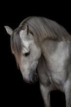 Lieve, sensibele, 7 jarige schimmel ruin te koop, Dieren en Toebehoren, Gechipt, Minder dan 160 cm, Ruin, Zadelmak