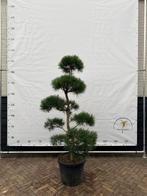 Pinus pon pon, Tuin en Terras, Planten | Bomen, Overige soorten, 100 tot 250 cm, Zomer, Ophalen