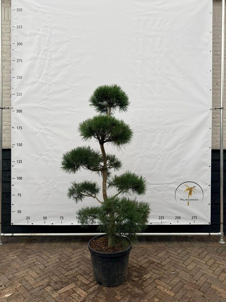 Pinus pon pon, Tuin en Terras, Planten | Bomen, Overige soorten, 100 tot 250 cm, Volle zon, Zomer, Ophalen