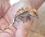 Crested Gecko (Wimpergekko). Harlequin, partial pinstripe, Hagedis, 0 tot 2 jaar