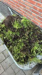 Sedum restanten met gras, Ophalen, Volle zon