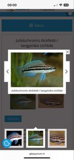 Julidochromis dickfeldi, Dieren en Toebehoren, Vissen | Aquariumvissen, Vis