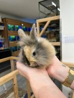 Te koop super schattige jonge dwergkonijntjes, Meerdere dieren, Dwerg, 0 tot 2 jaar