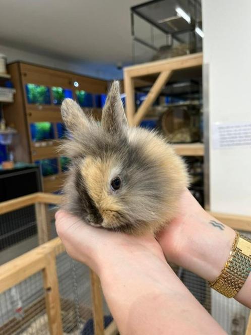 Te koop super schattige jonge dwergkonijntjes, Dieren en Toebehoren, Konijnen, Dwerg, Meerdere dieren, 0 tot 2 jaar