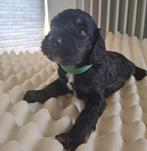 cockapoo pups/ poedel/cockapoo, Dieren en Toebehoren, Honden | Retrievers, Spaniëls en Waterhonden, CDV (hondenziekte), 8 tot 15 weken