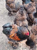 Brahma groot goud zwart gezoomd broedeieren, Dieren en Toebehoren, Pluimvee, Geslacht onbekend, Kip