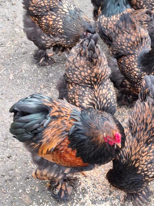 Brahma groot goud zwart gezoomd broedeieren, Dieren en Toebehoren, Pluimvee, Kip, Geslacht onbekend